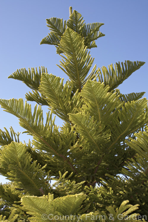 The lush foliage of a young Norfolk Pine (<i>Araucaria heterophylla</i>). Endemic to Norfolk Island, this tree has the unusual habit of being very upright despite constant exposure to wind, which makes it a very popular coastal tree in areas that are mild enough to support it. Order: Pinales, Family: Araucariaceae