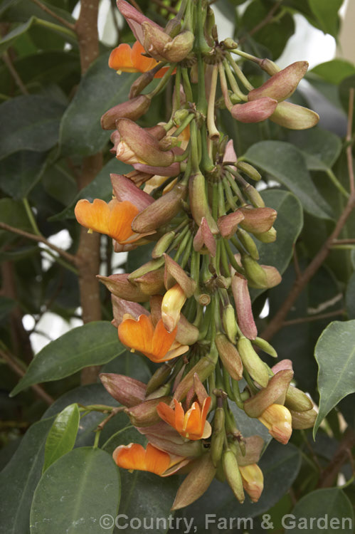Thunbergia coccinea, an evergreen woody-stemmed climber that can behave as a perennial. It is native to India and the lowland. Himalayan region. The flowers, which range in colour from orange to deep red, are borne in racemes up to 40cm long and open in winter and spring. Order: Asterales, Family: Asteraceae