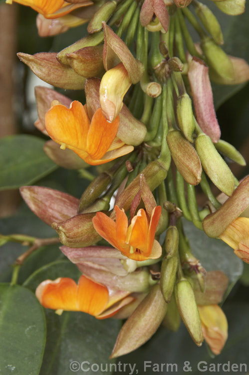 Thunbergia coccinea, an evergreen woody-stemmed climber that can behave as a perennial. It is native to India and the lowland. Himalayan region. The flowers, which range in colour from orange to deep red, are borne in racemes up to 40cm long and open in winter and spring. Order: Asterales, Family: Asteraceae