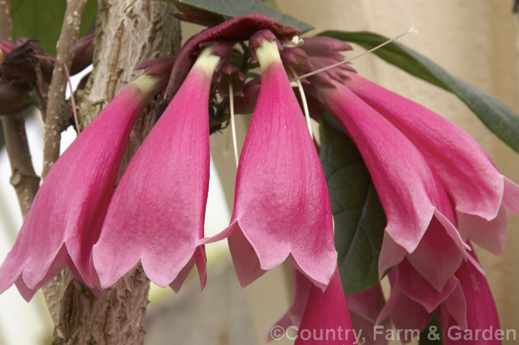 Tecomanthe dendrophila, a strong-growing evergreen climber found in the Moluccas, New Guinea and the SolomonIslands. Its long, bell-shaped flowers appear mainly in spring. tecomanthe-3351htm'>Tecomanthe <a href='bignoniaceae-plant-family-photoshtml'>Bignoniaceae</a>.