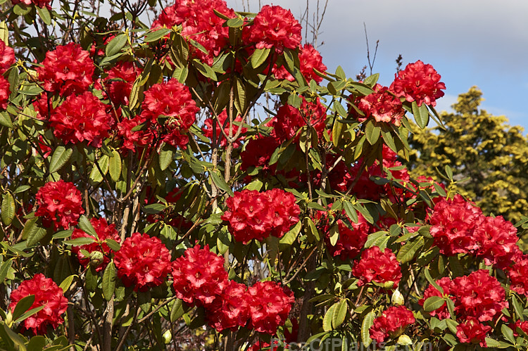 <i>Rhododendron</i> 'Cornubia' ('Blood Red' x <i>Rhododendron shilsonii</i>), an very early-flowering tree-sized hybrid raised by Barclay-Fox of Britain around 1912. Order: Ericales, Family: Ericaceae