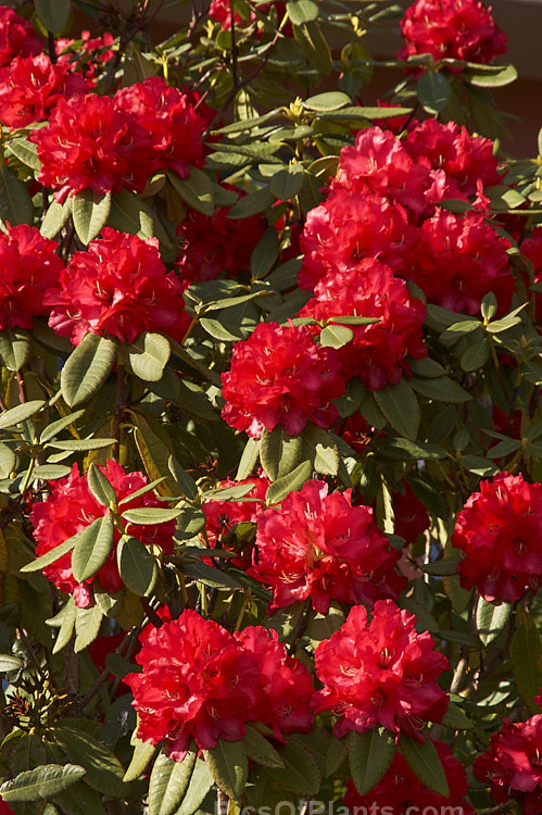 <i>Rhododendron</i> 'Cornubia' ('Blood Red' x <i>Rhododendron shilsonii</i>), an very early-flowering tree-sized hybrid raised by Barclay-Fox of Britain around 1912. Order: Ericales, Family: Ericaceae