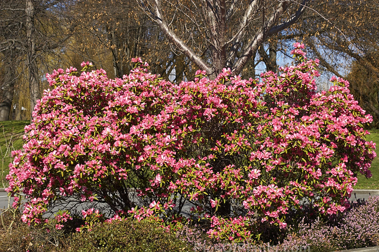 Rhododendron 'Seta' (<i>Rhododendron spinuliferum</i> x <i>Rhododendron moupinense</i>), a very early-flowering, spreading, 1-2m tall cultivar introduced by Aberconway of Wales in 1933. Order: Ericales, Family: Ericaceae