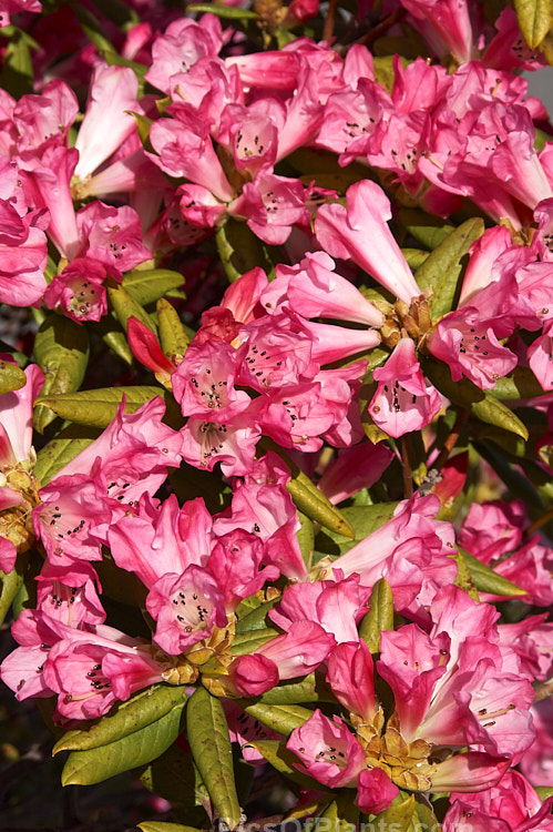 Rhododendron 'Seta' (<i>Rhododendron spinuliferum</i> x <i>Rhododendron moupinense</i>), a very early-flowering, spreading, 1-2m tall cultivar introduced by Aberconway of Wales in 1933. Order: Ericales, Family: Ericaceae