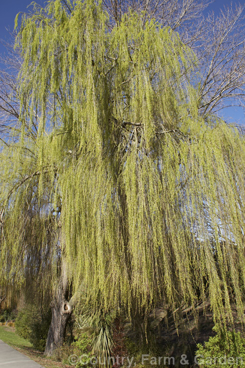 Weeping Willow (<i>Salix babylonica</i>) just coming into leaf in spring. This deciduous tree is found over much of the temperate. Middle. East and Asia and is widely cultivated throughout the temperate zones. It often grows near watercourses, reaches as much as 20m tall and has strongly pendulous branches. Order: Malpighiales, Family: Salicaceae
