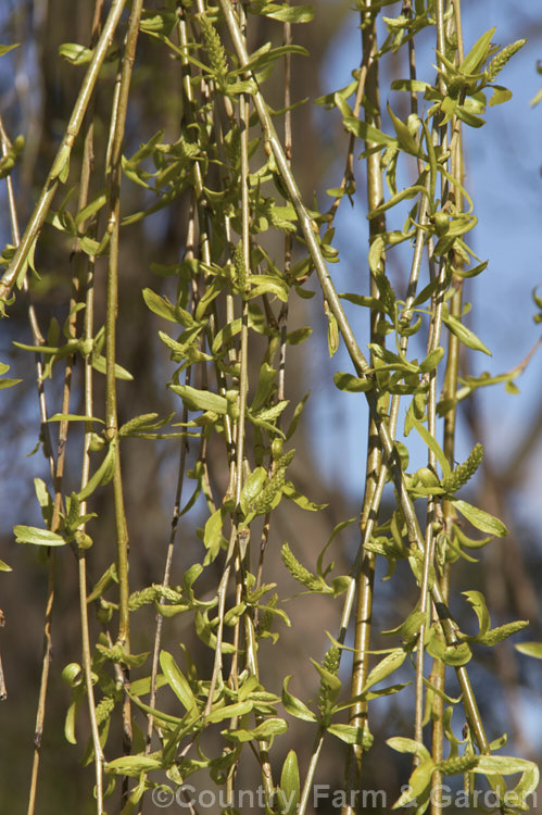 Young spring foliage and catkins of the Weeping Willow (<i>Salix babylonica</i>). This deciduous tree is found over much of the temperate. Middle. East and Asia and is widely cultivated throughout the temperate zones. It often grows near watercourses, reaches as much as 20m tall and has strongly pendulous branches. Order: Malpighiales, Family: Salicaceae