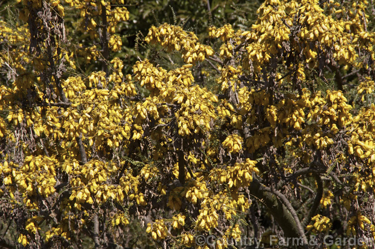 Kowhai (<i>Sophora tetraptera</i>), a briefly deciduous tree from New Zealand andChile. Its flowers are rich in nectar, appear from late winter (as the foliage drops</i>) and are a New Zealand national symbol. sophora-2142htm'>Sophora.