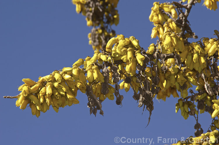 Kowhai (<i>Sophora tetraptera</i>), a briefly deciduous tree from New Zealand andChile. Its flowers are rich in nectar, appear from late winter (as the foliage drops</i>) and are a New Zealand national symbol. sophora-2142htm'>Sophora.