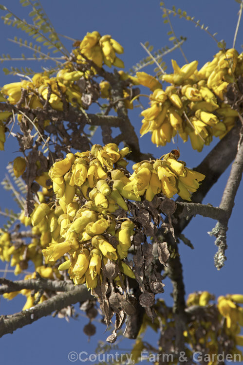 Kowhai (<i>Sophora tetraptera</i>), a briefly deciduous tree from New Zealand andChile. Its flowers are rich in nectar, appear from late winter (as the foliage drops</i>) and are a New Zealand national symbol. sophora-2142htm'>Sophora.