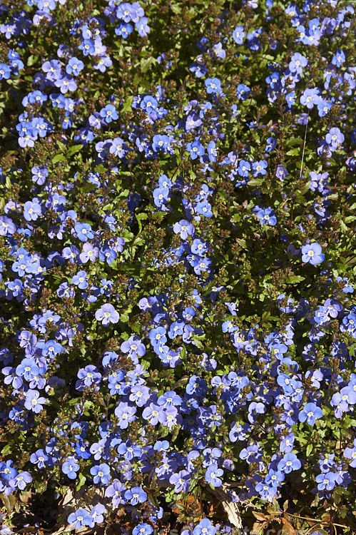 <i>Veronica peduncularis</i> 'Oxford Blue', a deep blue, spring-flowering cultivar of a low, spreading perennial native to southeast Russia, Ukraine and the Caucasus. Order: Lamiales, Family: Plantaginaceae