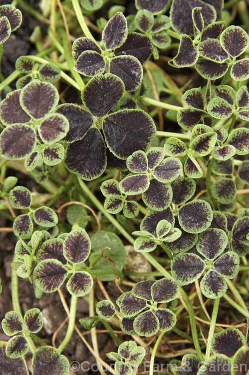 Shamrock or 4-leaf. Clover (<i>Trifolium repens 'Purpurascens. Quadrifolium'), a cultivar of the common white clover that reliably has four foliage leaflets rather than the normal three 'Purpurascens. Quadrifolium' has green-edged purple-brown leaflets, while 'Quadrifolium' has all-over purple-brown foliage. The flowers are white but are usually removed from cultivated plants to encourage foliage production. trifolium-3369htm'>Trifolium.
