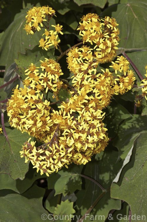 Roldana petasites (syn. Senecio petasitis</i>), a large evergreen perennial or shrub daisy found from Mexico to Nicaragua. It flowers for much of the year, has attractive, large, velvety leaves and can grow to over 3m high and wide. roldana-2724htm'>Roldana.