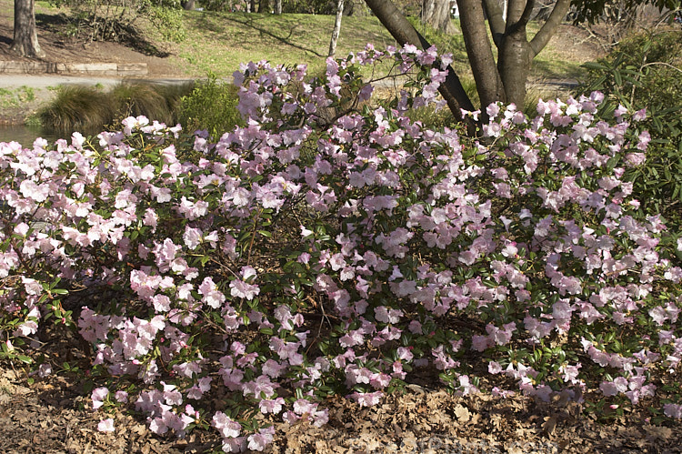 Rhododendron 'Cilpinense' (<i>Rhododendron ciliatum</i> x <i>Rhododendron moupinense</i>), an early-flowering, spreading, 1m tall hybrid raised by Aberconway of Wales in 1927. Its attractive bell-shaped flowers can be very abundant in good years. Order: Ericales, Family: Ericaceae
