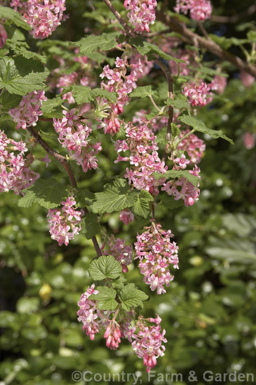 Winter. Currant (<i>Ribes sanguineum</i>), a late winter- to early spring-flowering deciduous shrub that can grow to 4m tall It is native to the western United States