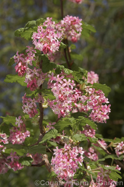 Winter. Currant (<i>Ribes sanguineum</i>), a late winter- to early spring-flowering deciduous shrub that can grow to 4m tall It is native to the western United States