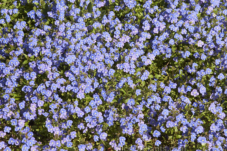 <i>Veronica peduncularis</i> 'Oxford Blue', a deep blue, spring-flowering cultivar of a low, spreading perennial native to southeast Russia, Ukraine and the Caucasus. Order: Lamiales, Family: Plantaginaceae
