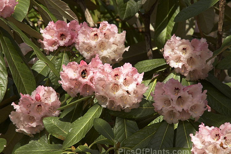 Rhododendron <i>montroseanum</i>, a late winter- to early spring-flowering tree-sized, grande series species from western China and northern Burma. Its flowers are usually deep pink, but the near white form flushed with deep pink is not uncommon. The flower trusses are quite large but may appear small simply because of the size of the heavily-veined leaves, which are often over 30cm long. Order: Ericales, Family: Ericaceae