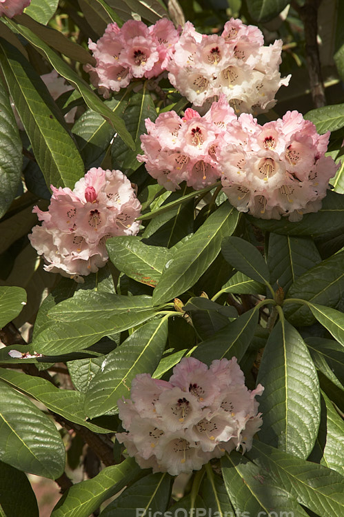 Rhododendron <i>montroseanum</i>, a late winter- to early spring-flowering tree-sized, grande series species from western China and northern Burma. Its flowers are usually deep pink, but the near white form flushed with deep pink is not uncommon. The flower trusses are quite large but may appear small simply because of the size of the heavily-veined leaves, which are often over 30cm long. Order: Ericales, Family: Ericaceae