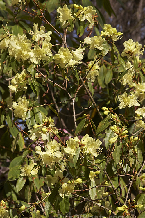 <i>Rhododendron lutescens</i>, a late winter- to early spring-flowering evergreen or partly deciduous shrub native to western China. It grows to around 4m tall and often has a rather straggly growth habit. Order: Ericales, Family: Ericaceae