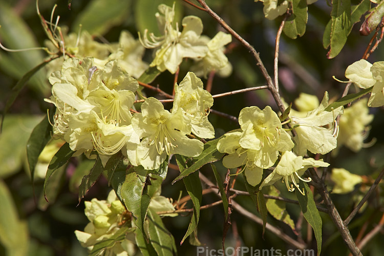 <i>Rhododendron lutescens</i>, a late winter- to early spring-flowering evergreen or partly deciduous shrub native to western China. It grows to around 4m tall and often has a rather straggly growth habit. Order: Ericales, Family: Ericaceae