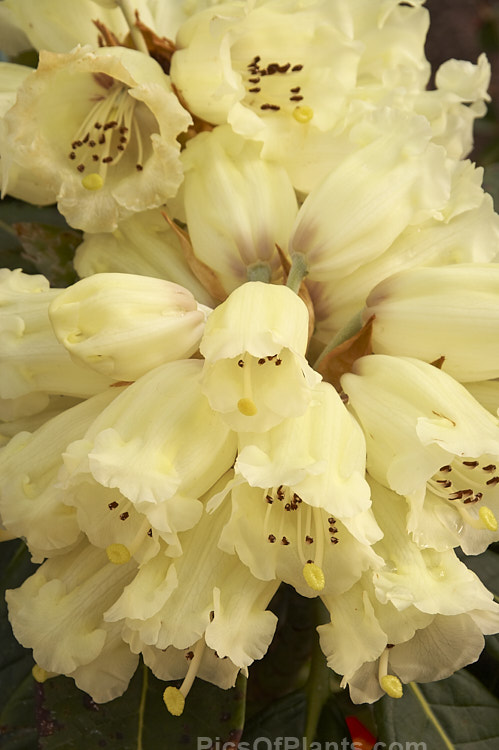 <i>Rhododendron macabeanum</i>, an early-flowering, large-leafed grande series species from northeast India It has a tree-like habit and grows to around 15m tall with leaves up to 25cm long. The flower colour ranges from pale cream to primrose yellow. Order: Ericales, Family: Ericaceae