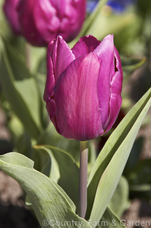 Tulipa 'Cum. Laude' (<i>Category 5 x Single. Late</i>), introduced around 1944, this tulip has stems up to 60cm tall, though they may often be considerably shorter. Order: Liliales, Family: Liliaceae