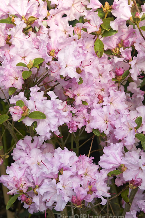 <i>Rhododendron</i> 'Spring Dance', a <i>Rhododendron triflorum</i> hybrid raised by Barto of the United States and introduced in 1962. It blooms early to midseason and grows to around 1.5m tall Order: Ericales, Family: Ericaceae