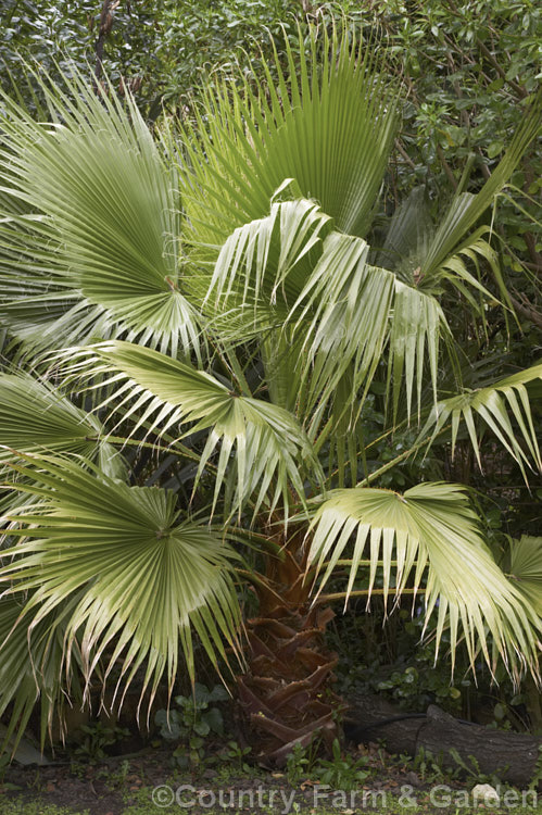 California. Palm orAmerican. Cotton. Palm (<i>Washingtonia filifera</i>), from the southwestern US and nearby parts of Mexico, this fan palm grows to over 16m tall washingtonia-2056htm'>Washingtonia.