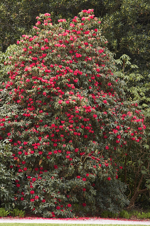 <i>Rhododendron arboreum</i>, an early-flowering, tree-like species widespread in the Himalayas and Southeast Asia. It has been very influential in the development of red-flowered hybrids. The flowers are usually deep red, but there are several natural varieties that vary in flower colour and growth habit. The degree of glossiness and darkness of the foliage also varies. Order: Ericales, Family: Ericaceae