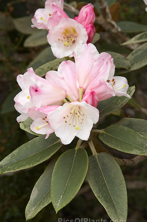 <i>Rhododendron pachysanthum</i> (syn. <i>Rhododendron venturi</i>), a small densely foliaged shrub native to Taiwan where it occurs at around 3300m altitude. It is cultivated as much for its foliage, which has a thick rusty brown indumentum on both sides until mature, when the upper surfaces become green, as for its white to pale pink flowers. Order: Ericales, Family: Ericaceae