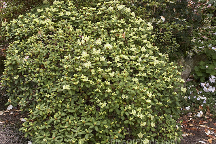 Rhododendron 'Shamrock' (<i>Rhododendron keiskei</i> x <i>Rhododendron hanceanum</i>), a compact, rounded bush with unusual yellow-green flowers that open from early spring. Order: Ericales, Family: Ericaceae