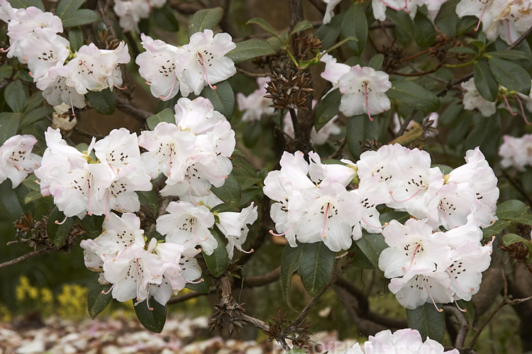 <i>Rhododendron ciliatum</i>, an evergreen, spring-flowering Himalayan shrub that grows to around 2m tall Although inclined to be a rather open and sometimes untidy bush, it was quite widely used in developing British hybrids from the mid-19th to mid-20th centuries. Order: Ericales, Family: Ericaceae
