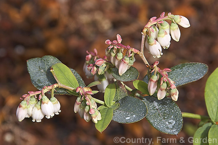 The flowers and young foliage of 'Delite'. Blueberry (<i>Vaccinium ashei 'Delite'), a compact, heavy-fruiting cultivar of the Rabbit-eye. Blueberry, a 1-5m tall shrub native to the southeastern United States 'Delite' is a popular cultivar introduced in 1969 and it is deciduous, except in areas with very mild winters. vaccinium-2753htm'>Vaccinium. Order: Ericales, Family: Ericaceae