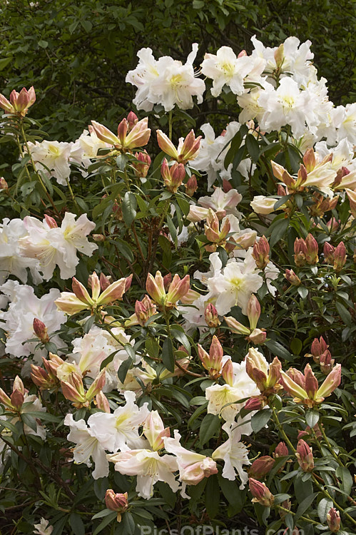 <i>Rhododendron</i> 'Harry Tagg' ('Albescens' x <i>Rhododendron ciliicalyx</i>), a mid-spring-blooming hybrid bred at the Edinburgh Botanic Gardens, Scotland. The flowers are faintly scented. It is often described as a compact plant, but with age it can reach 1.8m tall x over 2m wide. Order: Ericales, Family: Ericaceae