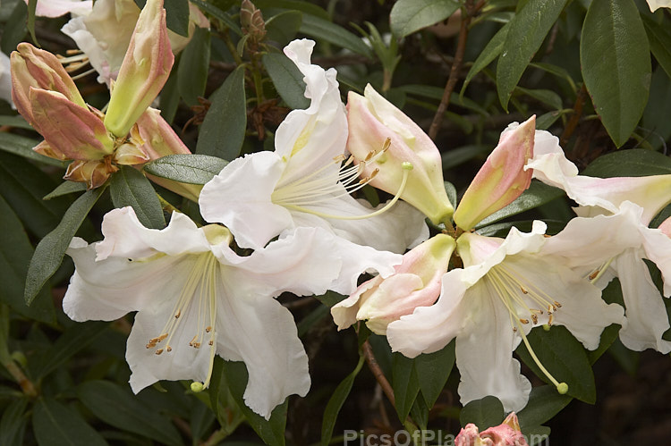 <i>Rhododendron</i> 'Harry Tagg' ('Albescens' x <i>Rhododendron ciliicalyx</i>), a mid-spring-blooming hybrid bred at the Edinburgh Botanic Gardens, Scotland. The flowers are faintly scented. It is often described as a compact plant, but with age it can reach 1.8m tall x over 2m wide. Order: Ericales, Family: Ericaceae
