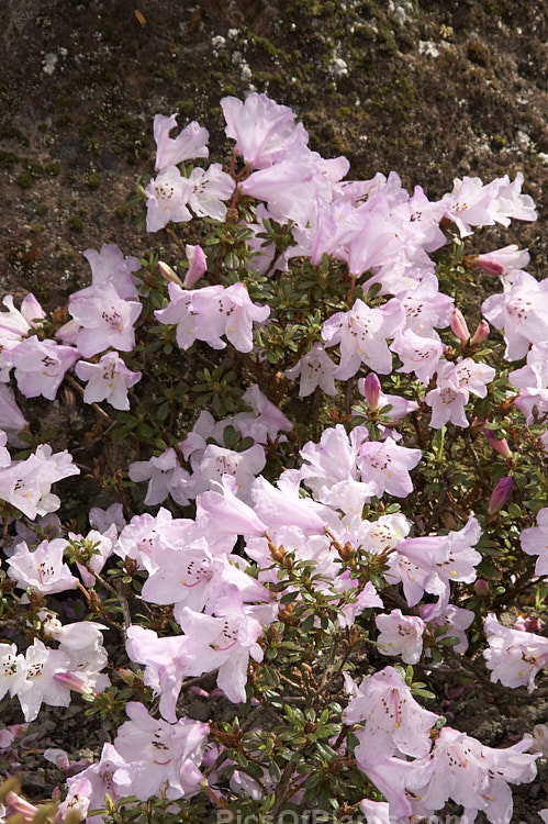<i>Rhododendron pemakoense</i>, a small, spring-flowering, evergreen shrub found naturally in the eastern Himalayas and China. It is often grown in rockeries and is the parent of several dwarf hybrids. Order: Ericales, Family: Ericaceae
