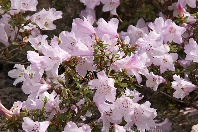 <i>Rhododendron pemakoense</i>, a small, spring-flowering, evergreen shrub found naturally in the eastern Himalayas and China. It is often grown in rockeries and is the parent of several dwarf hybrids. Order: Ericales, Family: Ericaceae
