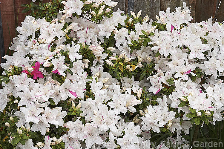Rhododendron (evergreen azalea</i>) 'Festive'. A Glenn. Dale hybrid with white flowers that have irregular deep pink flecks and sectors it grows to around 18m tall and flowers early