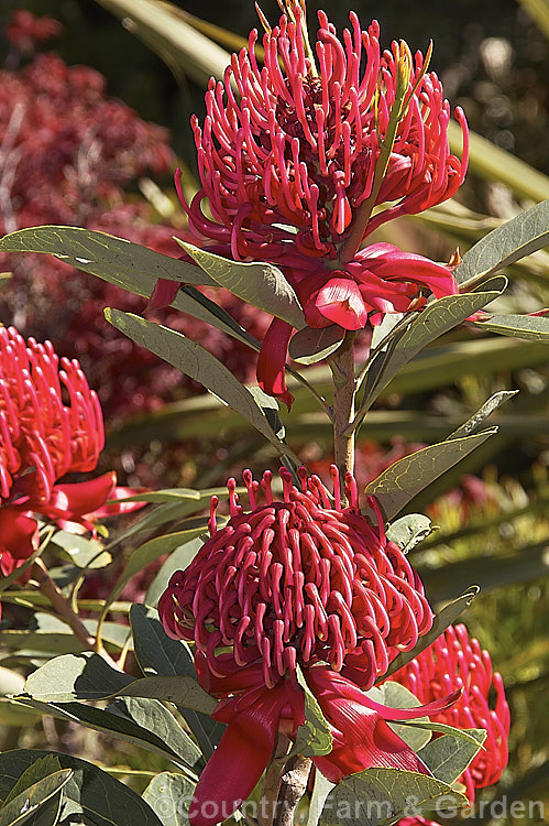 New South Wales. Waratah (<i>Telopea speciosissima</i>), an evergreen spring-flowering shrub or small tree native to southeastern Australia. It grows to around 6m tall, often with a considerable spread. Order: Proteales, Family: Proteaceae