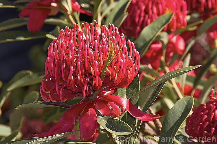 New South Wales. Waratah (<i>Telopea speciosissima</i>), an evergreen spring-flowering shrub or small tree native to southeastern Australia. It grows to around 6m tall, often with a considerable spread. Order: Proteales, Family: Proteaceae