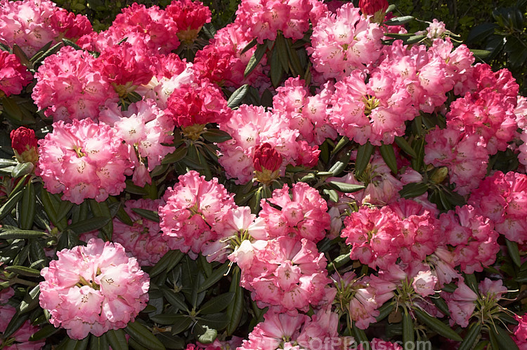 <i>Rhododendron</i> 'Noyo Brave' ('Noyo Chief' x <i>Rhododendron yakushimanum</i> 'Koichiro Wada'), a heavy-flowering 1.2m tall bush with rounded trusses of up to 22 blooms and lush dark green foliage. Raised by Cecil Smith of the United States and introduced in 1978. Order: Ericales, Family: Ericaceae