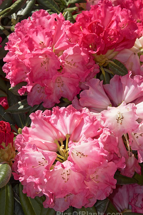 <i>Rhododendron</i> 'Noyo Brave' ('Noyo Chief' x <i>Rhododendron yakushimanum</i> 'Koichiro Wada'), a heavy-flowering 1.2m tall bush with rounded trusses of up to 22 blooms and lush dark green foliage. Raised by Cecil Smith of the United States and introduced in 1978. Order: Ericales, Family: Ericaceae