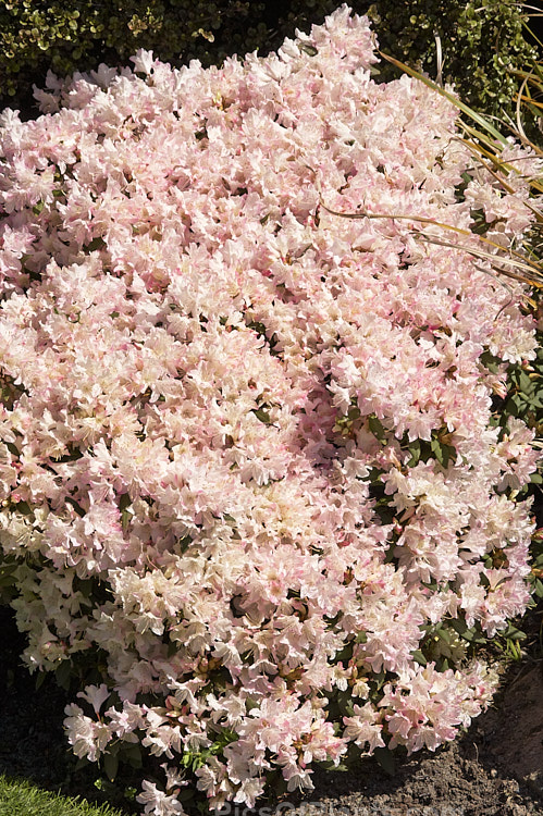 <i>Rhododendron</i> 'Ginny Gee' (<i>Rhododendron keiskei</i> x <i>Rhododendron racemosum</i>), a very heavy-flowering, compact bush with small leaves and clusters of very pale pink flowers that often hide the foliage. Raised by Berg of the United States in 1979. Order: Ericales, Family: Ericaceae