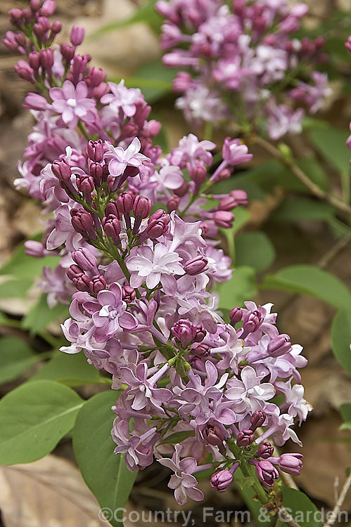 Syringa vulgaris 'General. Pershing', a mildly fragrant double-flowered lilac cultivar that grows to around 2-3m tall It is one of several cultivars raised by Lemoine of France during. World. War. One and named after famous figures of that period. Order: Lamiales, Family: Oleaceae