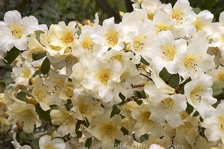 <i>Rhododendron johnstoneanum </i>Ken Burns' form. The flowers of this species from Assam and Manipur, India range from pale cream to biscuit shades and this form is fairly compact and has particularly abundant buff yellow flowers. Order: Ericales, Family: Ericaceae