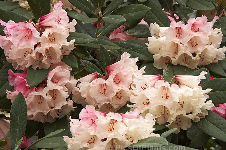 <i>Rhododendron</i> 'William Deans', a hybrid of unclear origins, possibly from the Deans' collection at Homebush, Canterbury, New Zealand. It appears to grow to around 3-3.5m high and the dark foliage has a distinctive pale grey-buff indumentum. Order: Ericales, Family: Ericaceae
