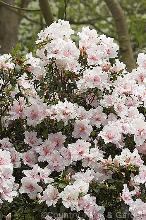 Rhododendron (evergreen azalea</i>) 'Little Girl', a hose-in-hose-flowered, mid-season blooming. Belgian Indica evergreen azalea that grows to around 60cm high x 75cm wide