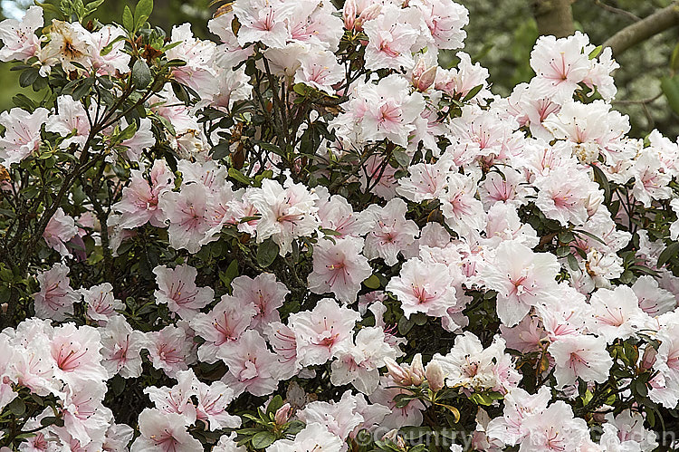 Rhododendron (evergreen azalea</i>) 'Little Girl', a hose-in-hose-flowered, mid-season blooming. Belgian Indica evergreen azalea that grows to around 60cm high x 75cm wide