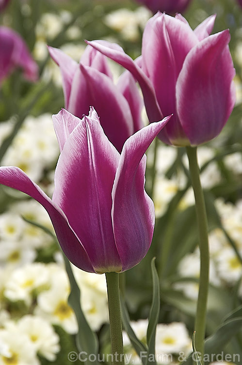 Tulipa 'Ballade' (<i>Category 6 x Lily-flowered</i>), a distinctive two-toned late-flowering tulip introduced in 1953. The stems can be over 45cm tall It is shown here growing among white-flowered Primula malacoides. Order: Liliales, Family: Liliaceae