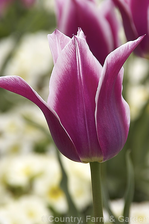 Tulipa 'Ballade' (<i>Category 6 x Lily-flowered</i>), a distinctive two-toned late-flowering tulip introduced in 1953. The stems can be over 45cm tall It is shown here growing among white-flowered Primula malacoides. Order: Liliales, Family: Liliaceae